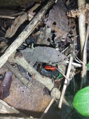 Disonycha discoidea