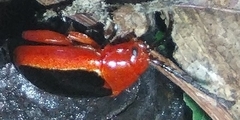 Disonycha discoidea