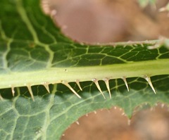 Lactuca serriola