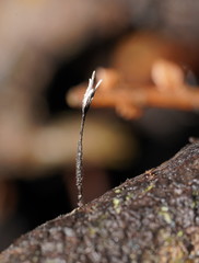 Xylaria filiformis