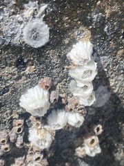 Hexanauplia