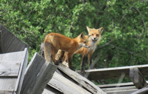 Red Fox photographed in Vermont