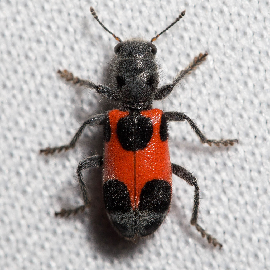 Enoclerus eximius