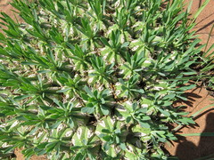 Euphorbia pulvinata