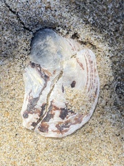 Bivalvia