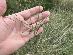 Leptochloa digitata