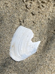 Bivalvia