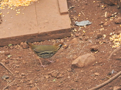 Chamaeza campanisona