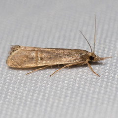 Euchromius