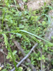 Carex davisii