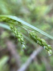 Carex davisii