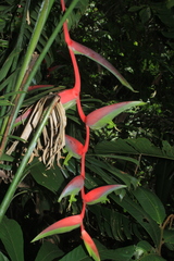 Heliconia chartacea
