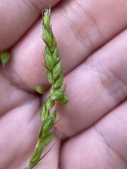 Carex davisii