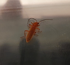 Cantharis rufa