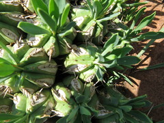 Euphorbia pulvinata