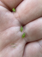 Carex davisii