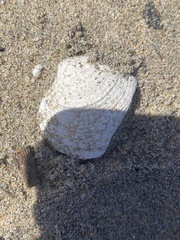 Veneridae
