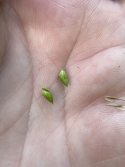 Carex davisii