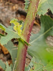 Lactuca serriola