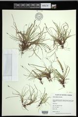Carex deflexa