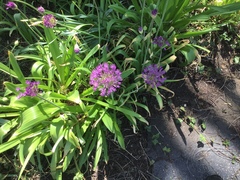 Allium giganteum