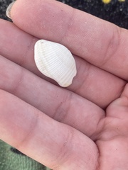 Bivalvia