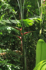 Heliconia chartacea