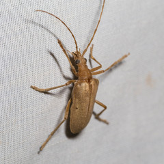 Centrodera