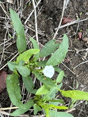 Ipomoea lonchophylla