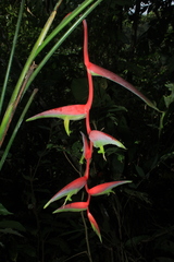 Heliconia chartacea