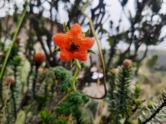 Caiophora contorta