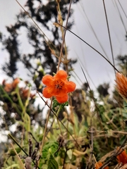 Caiophora contorta