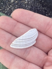 Bivalvia