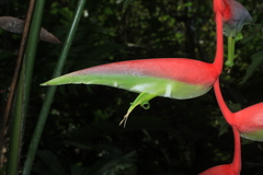 Heliconia chartacea