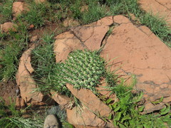 Euphorbia pulvinata