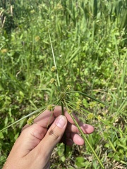 Cyperus blepharoleptos