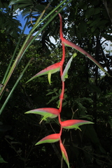 Heliconia chartacea