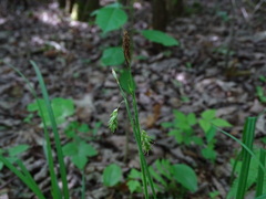 Carex castanea