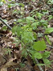 Ranunculus allegheniensis
