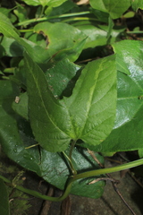 Passiflora capsularis