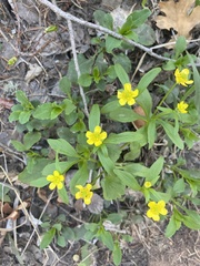 Ranunculus glaberrimus