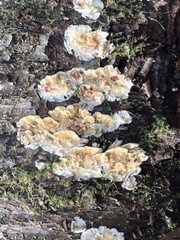 Sarcoporia polyspora