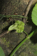 Passiflora capsularis
