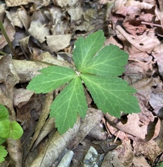 Sanicula smallii