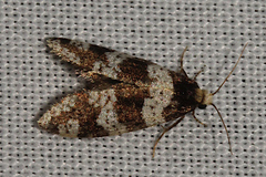 Lepidoscia stenomochla