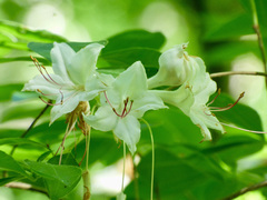 Rhododendron eastmanii