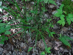 Carex castanea