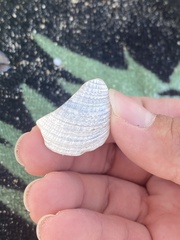 Veneridae