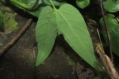 Passiflora capsularis