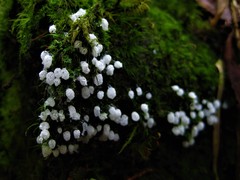 Ceratiomyxa morchella